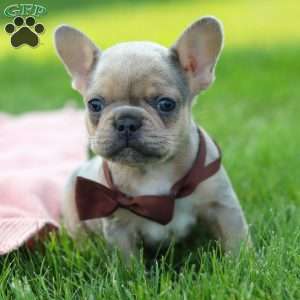 Ike, French Bulldog Puppy
